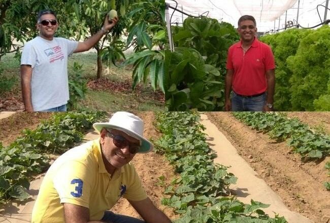 Cultivating Sustainability: Raj-Shree Farms and Its Synergy with Mangofolks