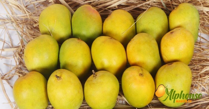 Summer Delights Delivered: Experience Ratnagiri and Devgad Alphonso Mangoes at Your Doorstep