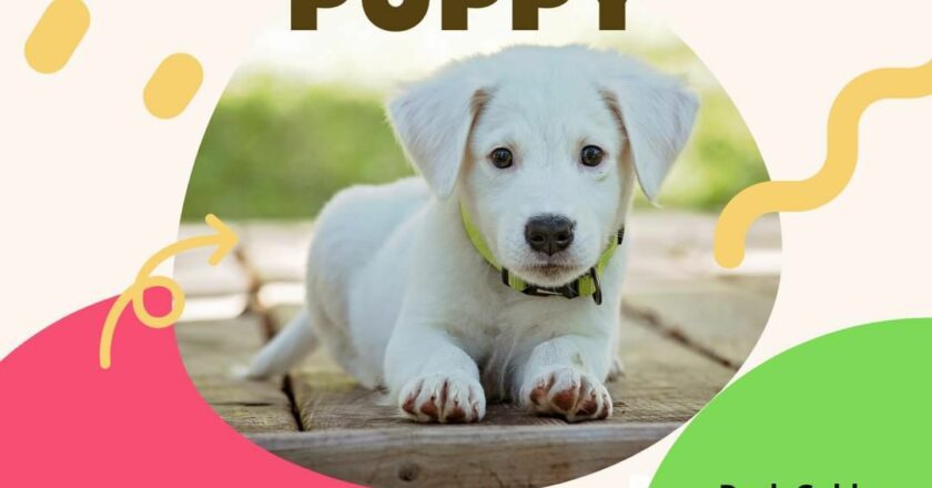 The Thriving Pet Market in Kolkata: A Guide to Buying Dogs in the City of Joy