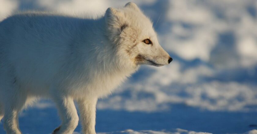 Top shows of Sir David Attenborough to watch exclusively on Sony BBC Earth on his birthday!