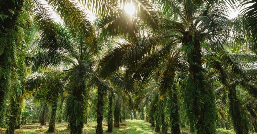 The Stories of Palm Oil’ a 5-part documentary series launched