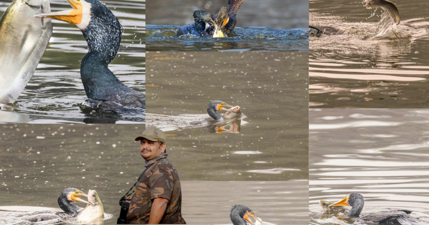 Bombay-based Wildlife Photographer Hardik Shah Captures Majestic Cormorant in Keoladeo Bird Sanctuary
