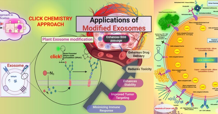An Innovative Approach to Cancer Treatment: Click-Modified Exosomes Pave the Way for Targeted, Personalized Therapy