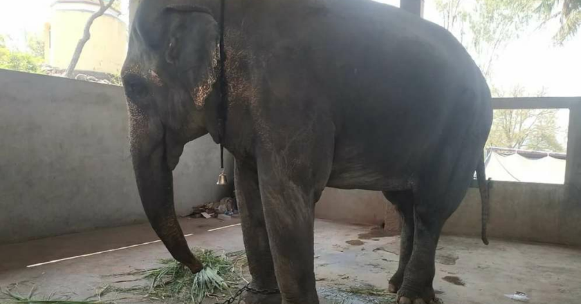 Vantara Proposes a Humane Solution for Elephant Mahadevi