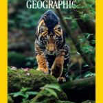 India’s Rare Black Tiger Features on National Geographic Magazine Cover