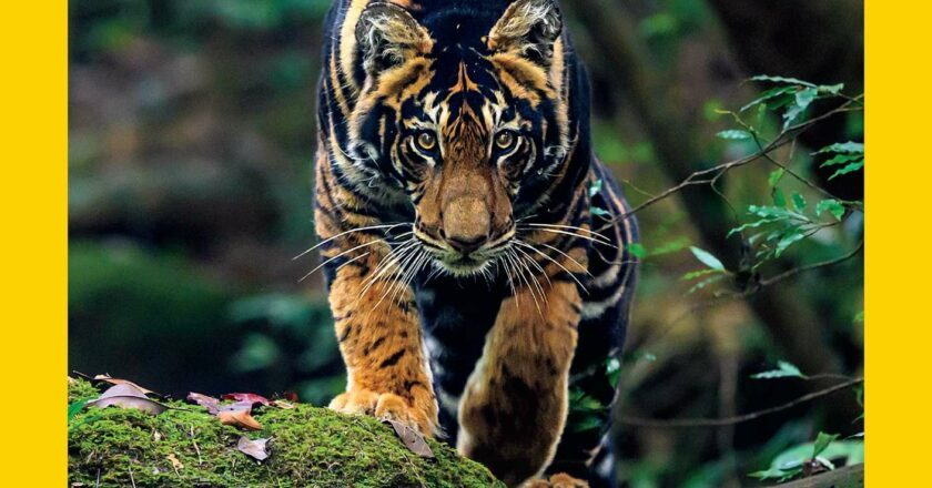 India’s Rare Black Tiger Features on National Geographic Magazine Cover