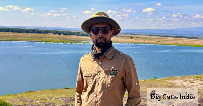 From Himalayas to Savannah: My Journey Across the World’s Big Cat Kingdoms