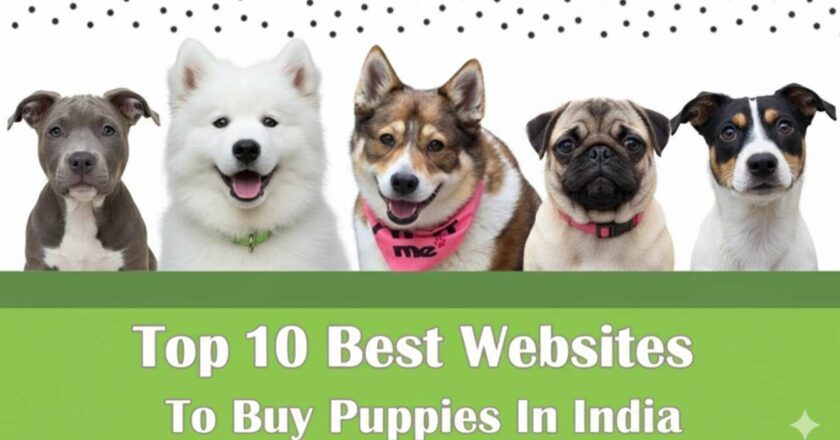 Top 10 Best Websites to Buy Puppies in India