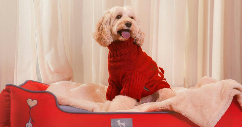 Love in the Layers: HUFT’s Winter Collection Is Here to Make Life Magical for Pets and Their People